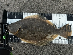 ヒラメの釣果