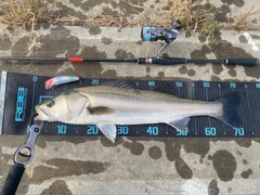 シーバスの釣果