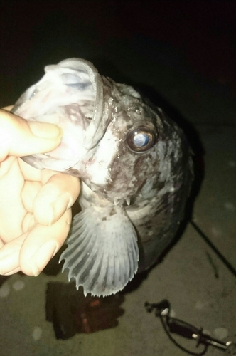 クロソイの釣果