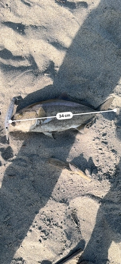 ショゴの釣果