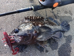 ハチガラの釣果