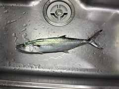 サゴシの釣果