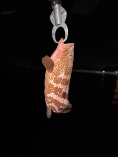 キジハタの釣果
