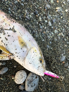 ショゴの釣果