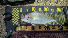 ショッコの釣果