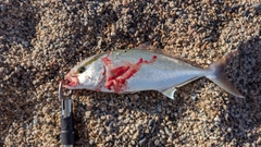 ショッコの釣果