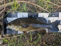 スモールマウスバスの釣果