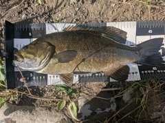 スモールマウスバスの釣果
