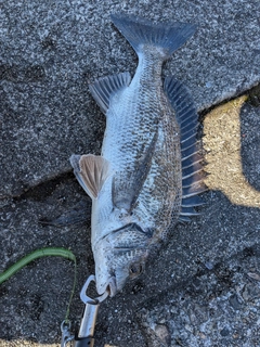 クロダイの釣果