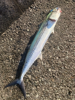 サゴシの釣果