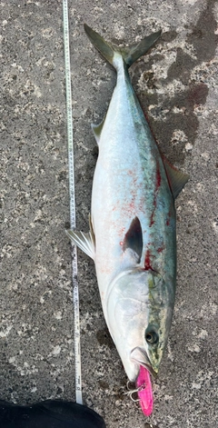 ブリの釣果