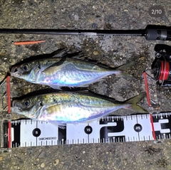アジの釣果