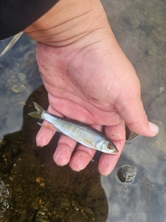 オイカワの釣果