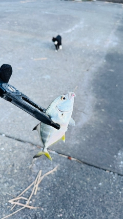メッキの釣果