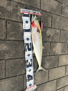 サゴシの釣果