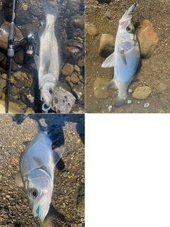 ヒラスズキの釣果