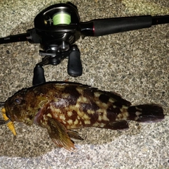 ガシラの釣果