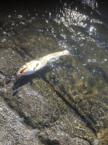 コイの釣果