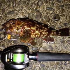 ガシラの釣果