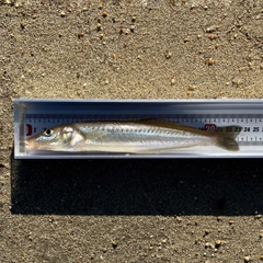 キスの釣果