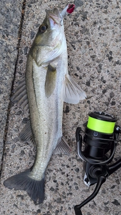 スズキの釣果