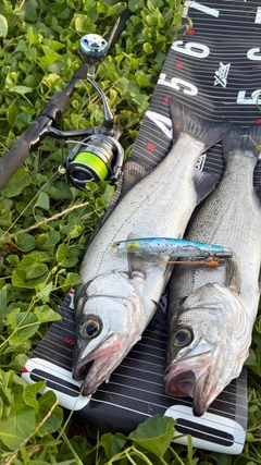 ヒラスズキの釣果