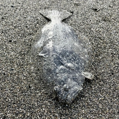 ソゲの釣果