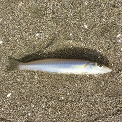 シロギスの釣果
