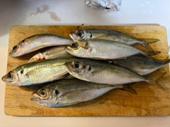 アジの釣果