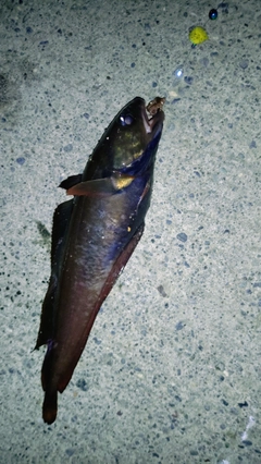 チゴダラの釣果