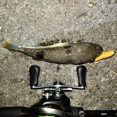 釣果