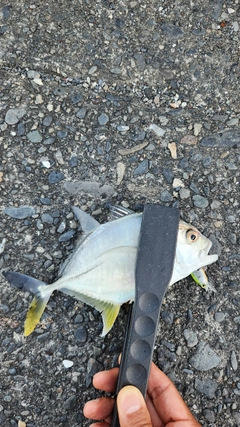 メッキの釣果