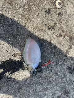 コウイカの釣果