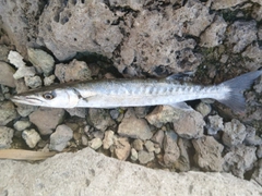 オニカマスの釣果