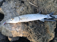 オニカマスの釣果