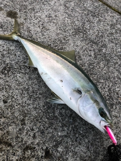 ワラサの釣果