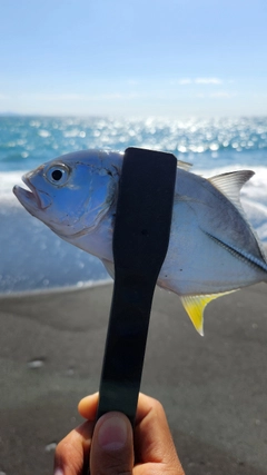 メッキの釣果