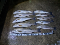 シーバスの釣果
