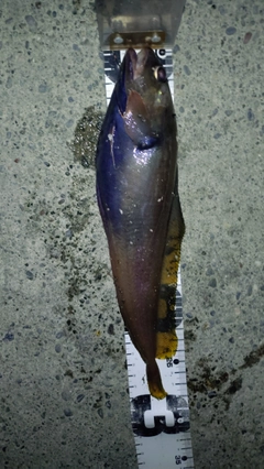 チゴダラの釣果
