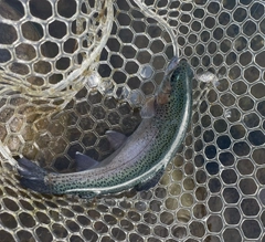 ニジマスの釣果