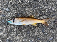 ムツの釣果
