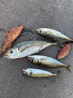 アジの釣果