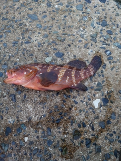 キジハタの釣果