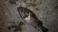 ソイの釣果