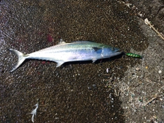 サゴシの釣果