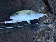 ヒラマサの釣果