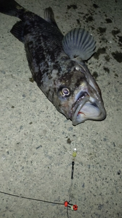 クロソイの釣果