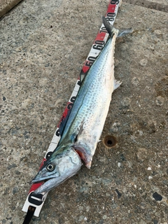 サワラの釣果