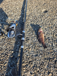 オオモンハタの釣果