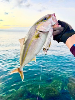 ネリゴの釣果